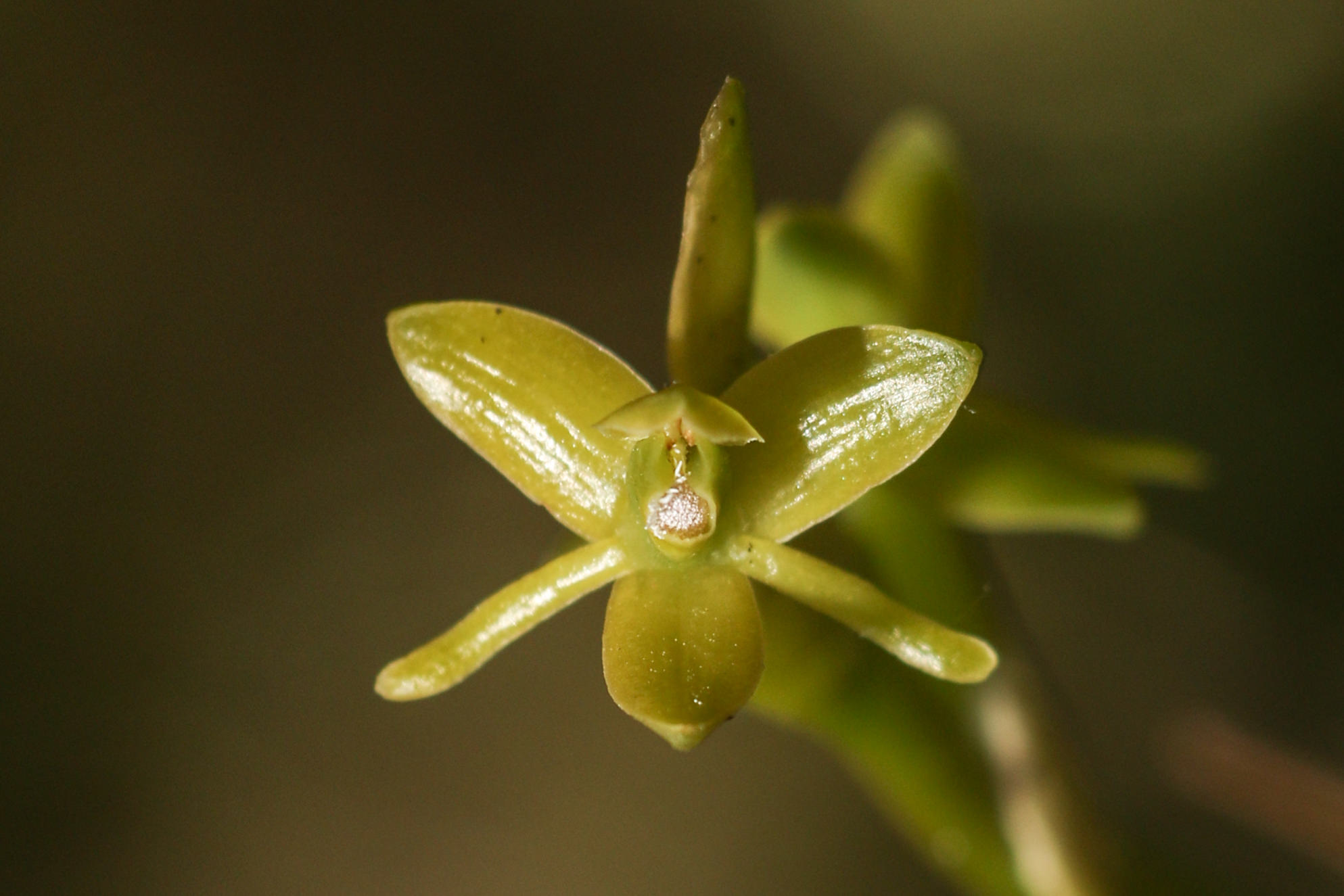 Epidendrum rigidum